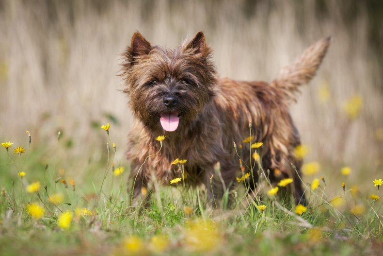 Cairn Terrier 