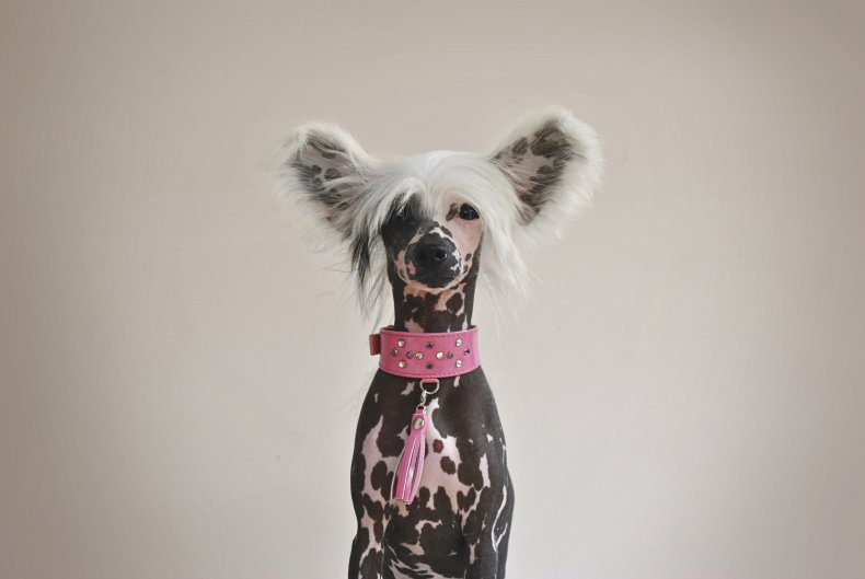 Chinese Crested 