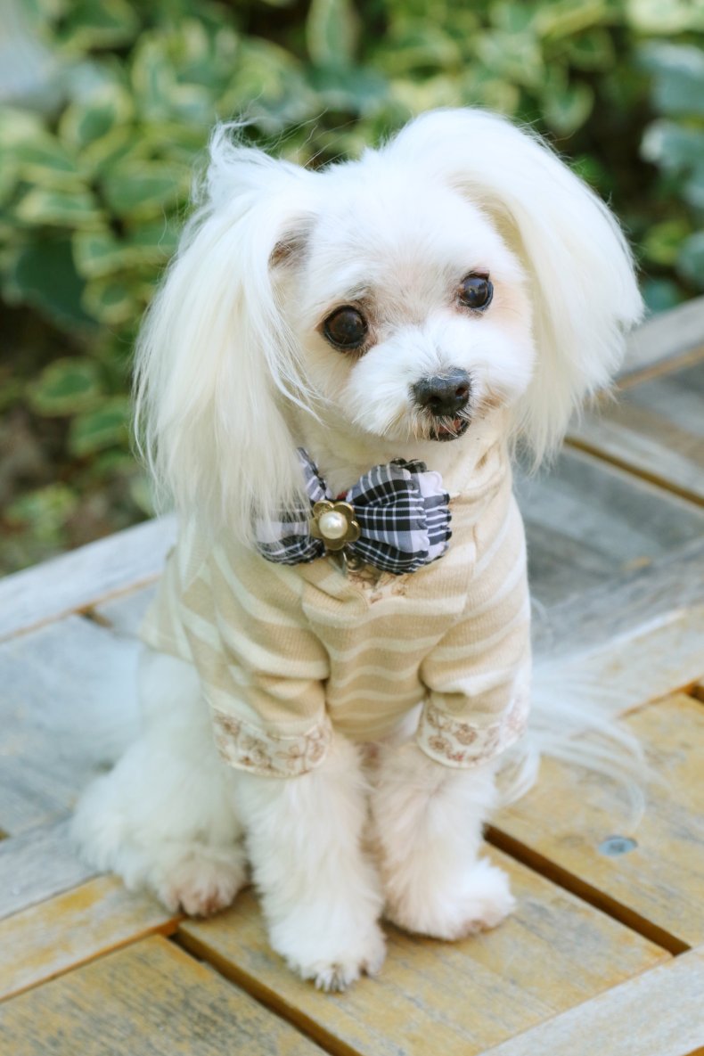 Maltese