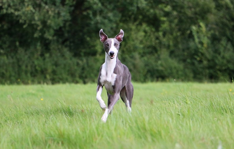 Whippet