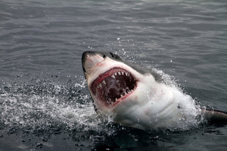 great white shark, stock, getty