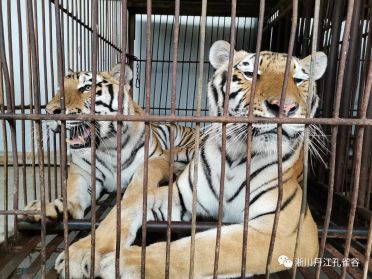 Escaped Tigers Fatally Maul Circus Handler