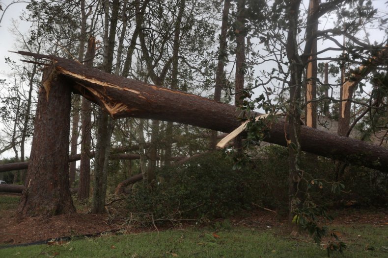 Felled tree stock photo