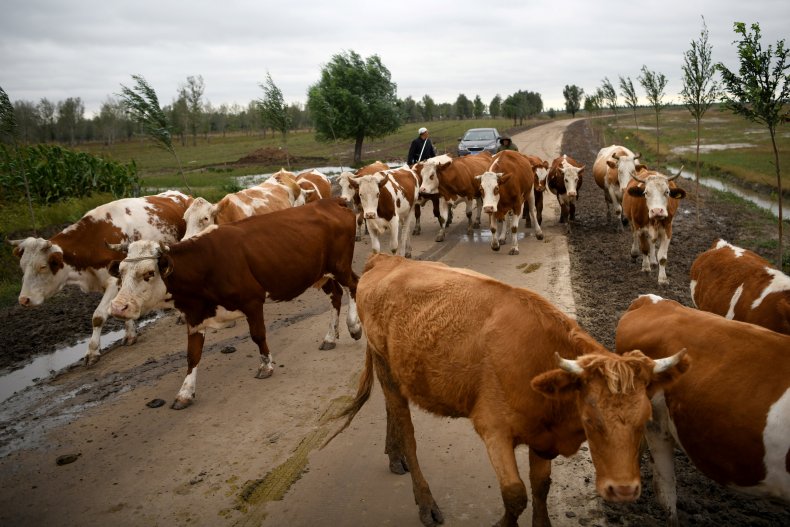 China Cows Herded Through Inner Mongolia