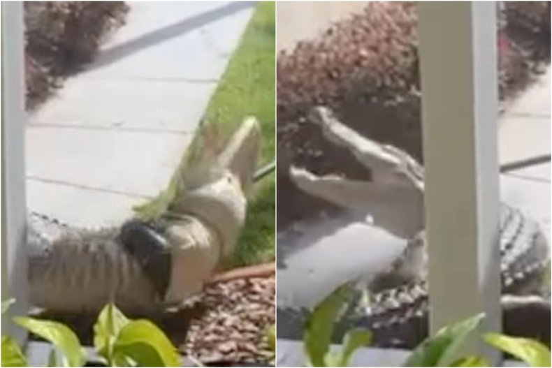 Alligator "arrested" in Florida for "suspicious activity"