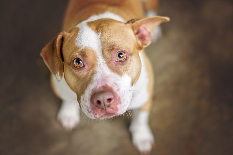 Pitbull