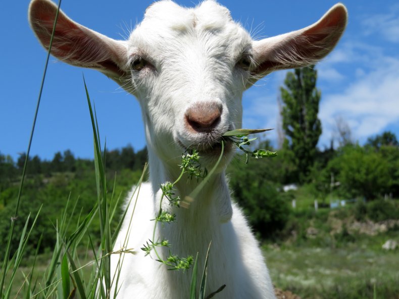Billy Goat