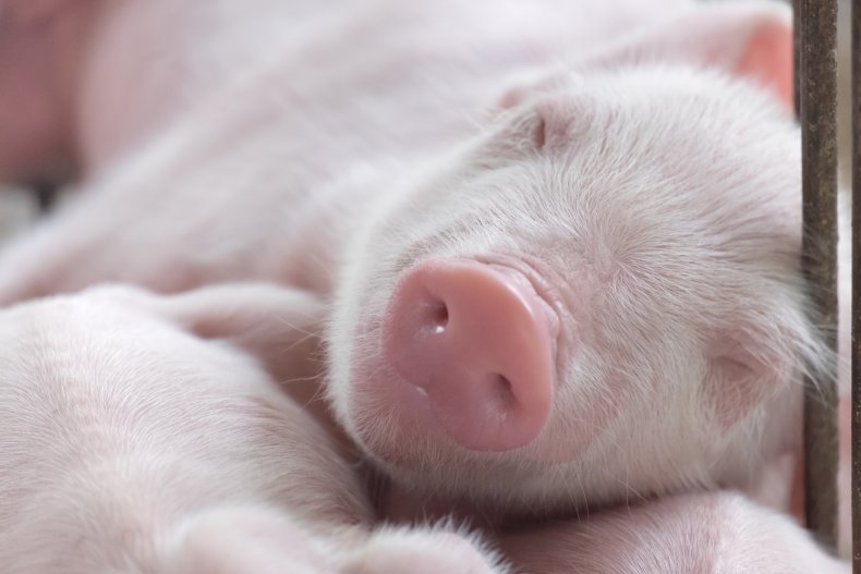 Piglet