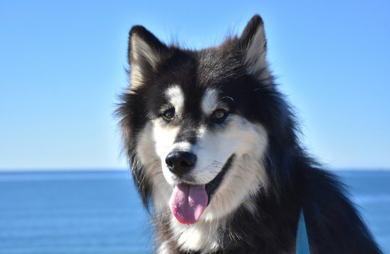 Wolf dog