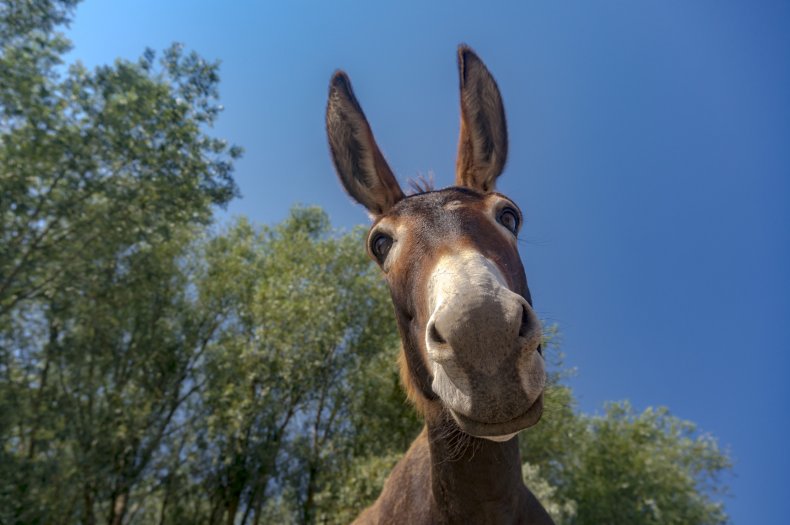 Donkey