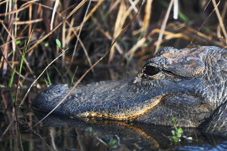 An alligator at Florida's Everglades National Park.