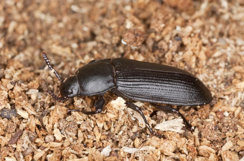 A black beetle