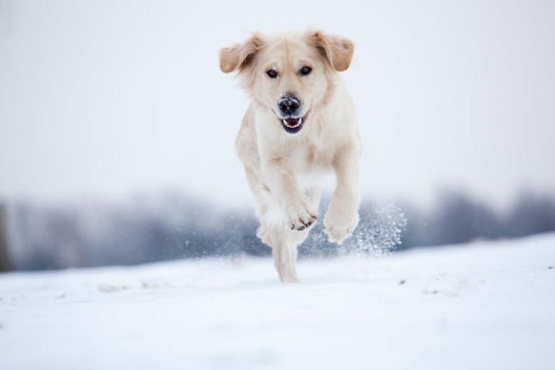 Dog running in snow