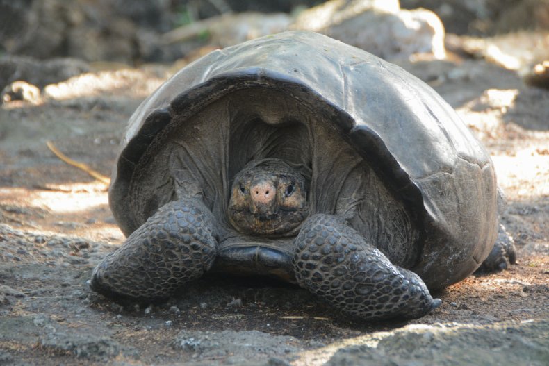 Fern tortoise