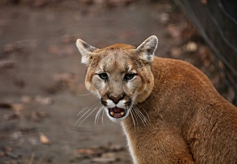 Cougar jumps through glass door