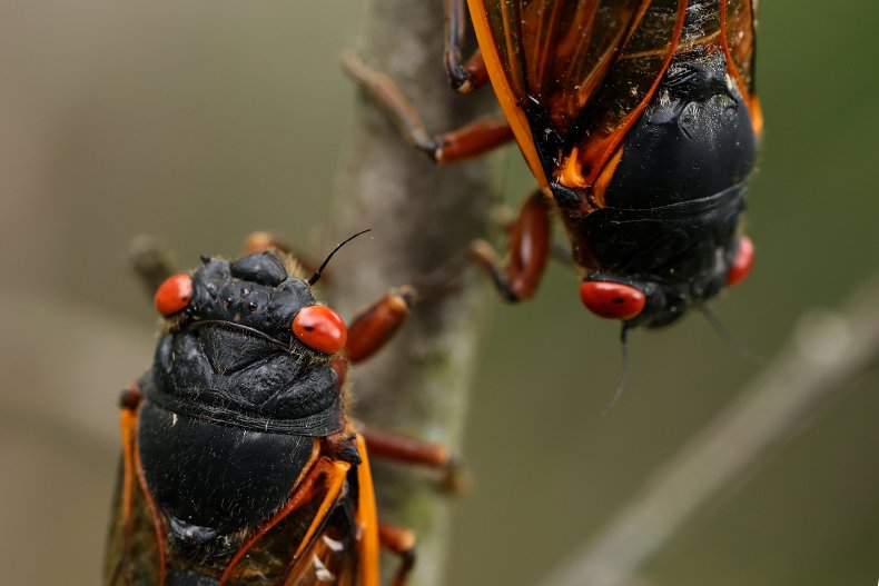 Two periodical cicadas in Maryland