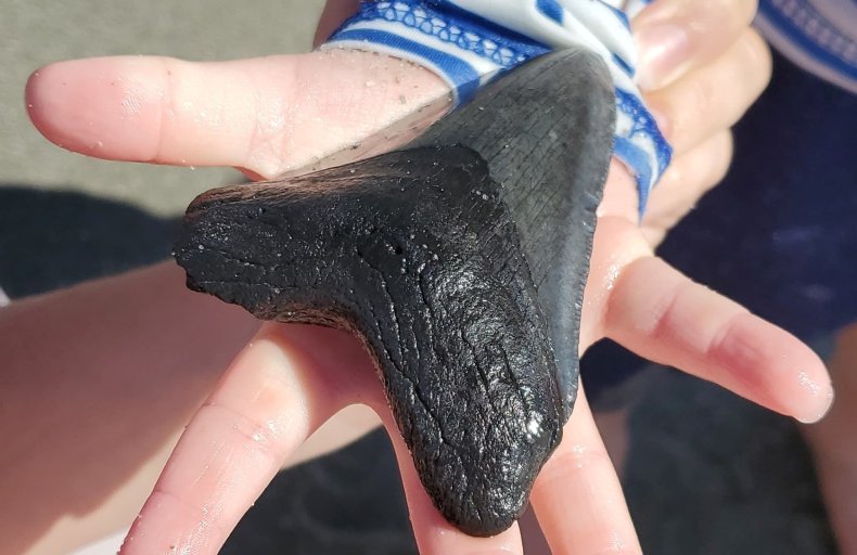 Megalodon tooth