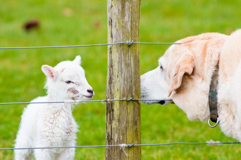 A new-born lamb and a Labrador
