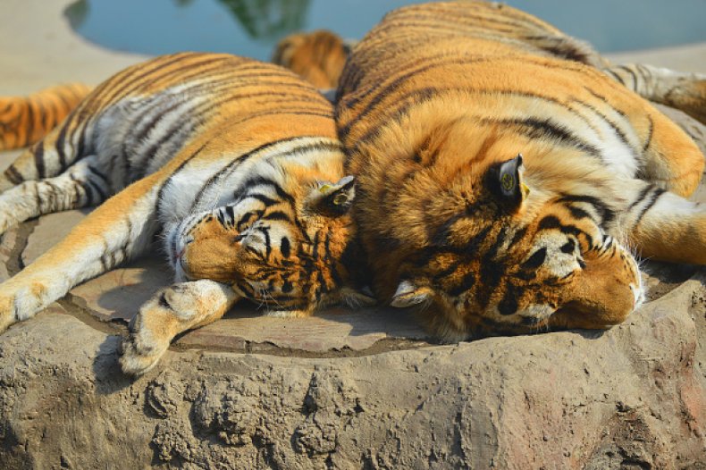 Tigers Shot Killed Zookeeper Escaped China