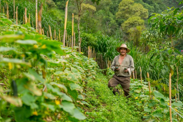 El agricultor guatemalteco Enrique Samayoa