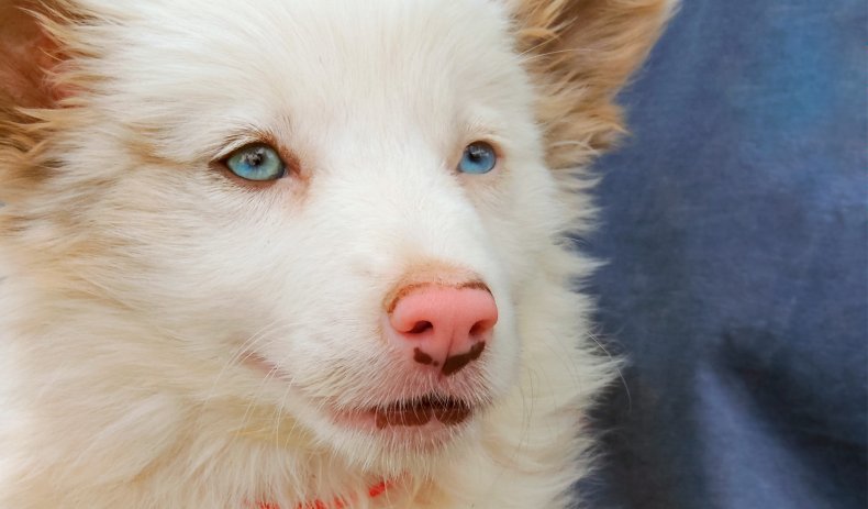 double merle Australian Shepherds