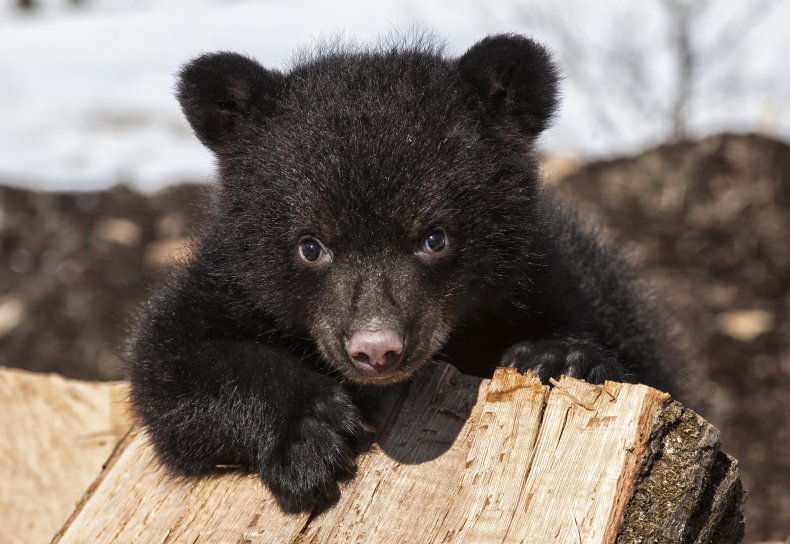 A black bear cub