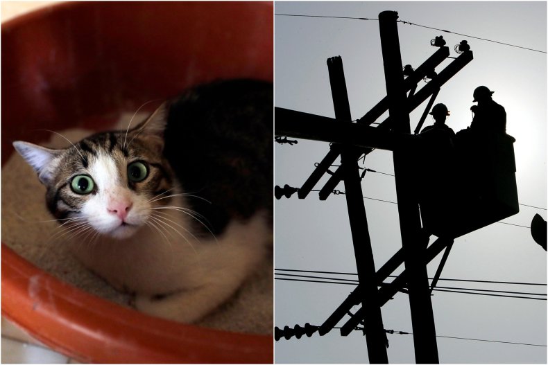 Cat rescue turns off town's power