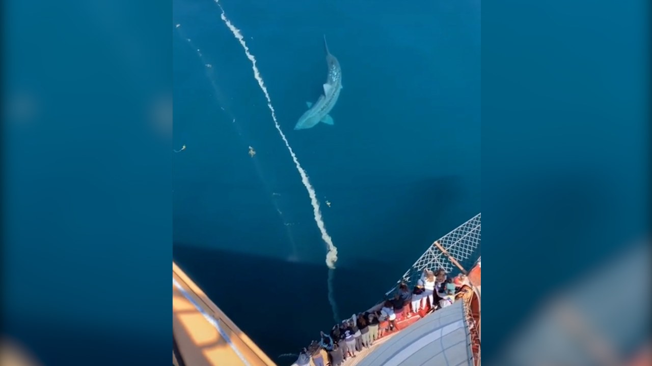 cruise ship shark video