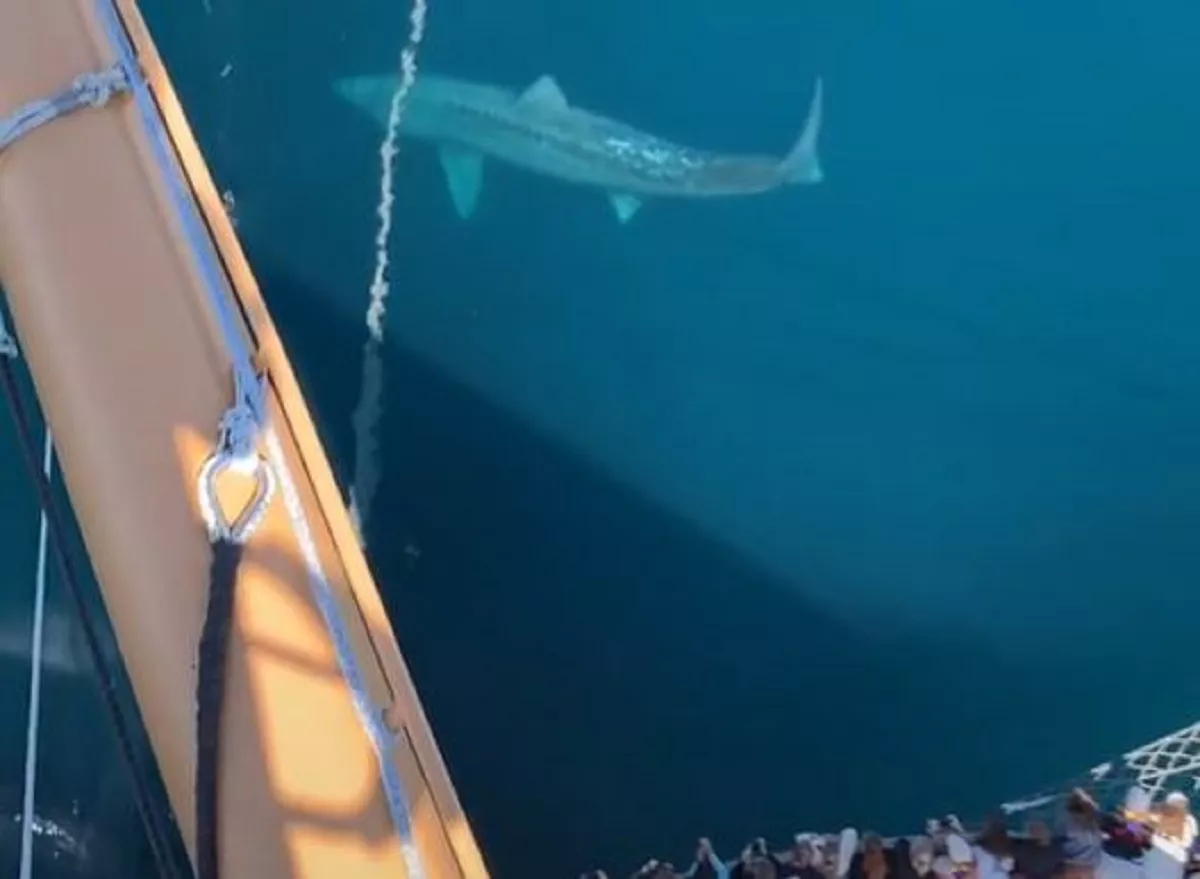 Footage of Giant Shark Spotted at Sea Goes Viral on TikTok