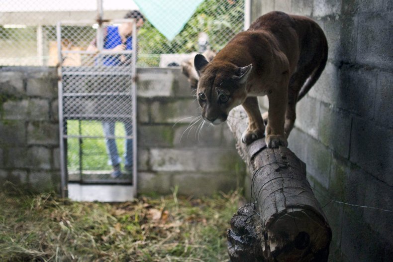 Mountain lion broke into home to 'hunt'