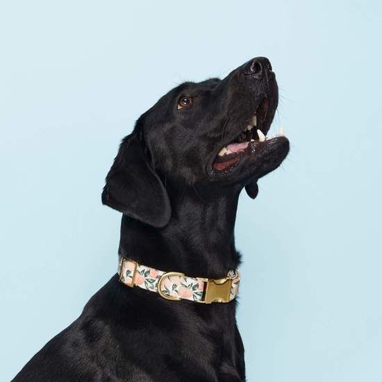 Fable  Signature Collar - Waterproof Dog Collar