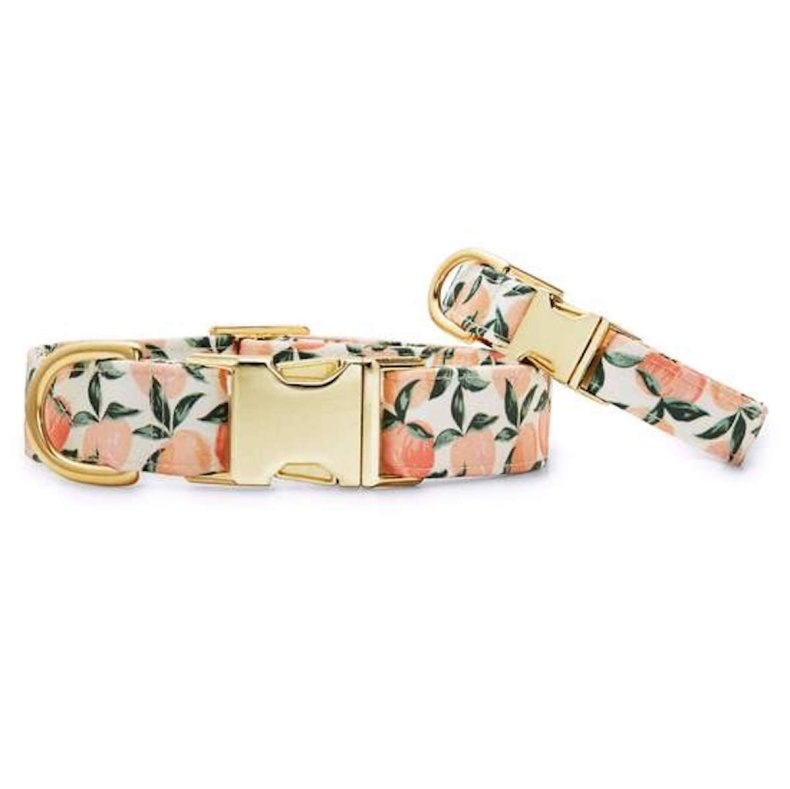 best dog collars for puppies foggy dog