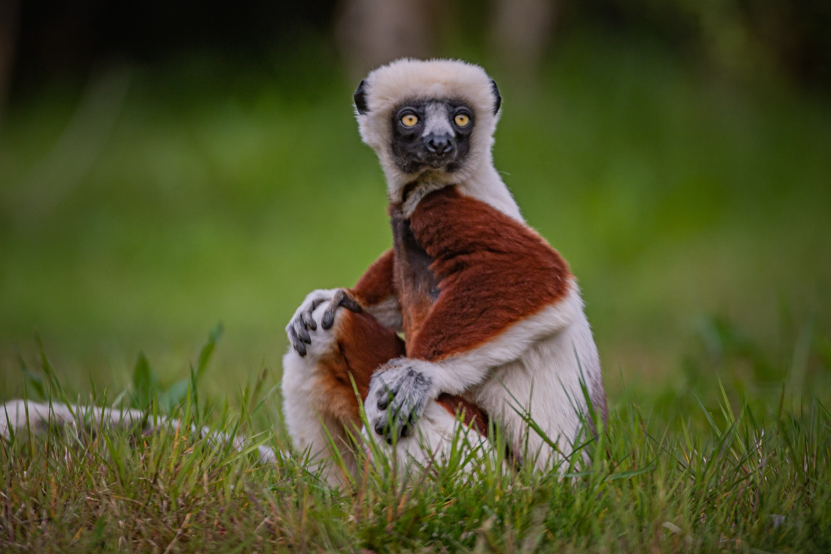 Coquerel’s sifaka lemur at Chester Zoo