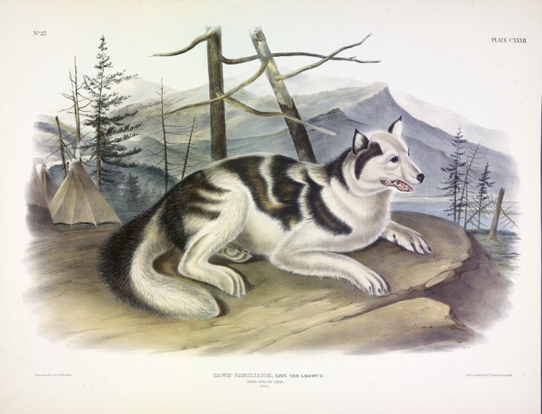 Hare Indian Dog