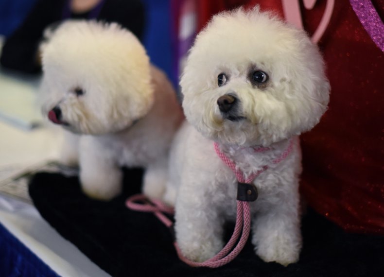 Bichon