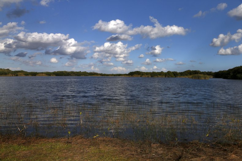 A pond at Florida's Everglades National Park.