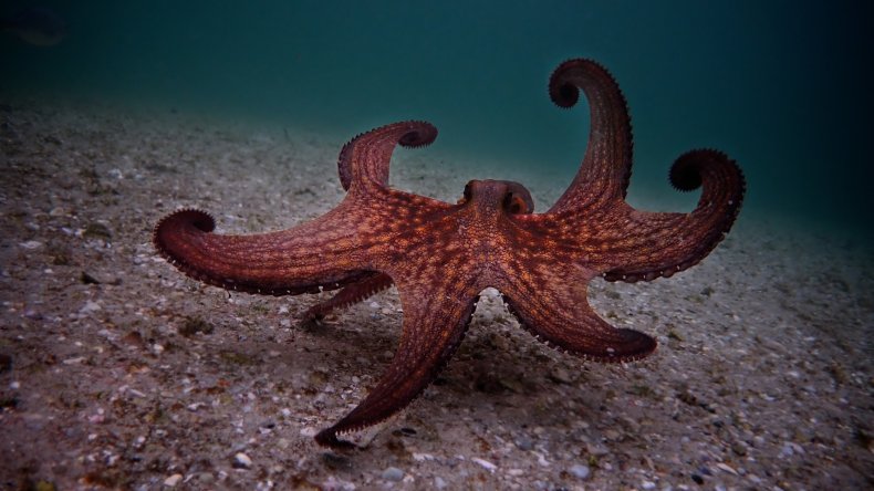 The octopus from My Octopus Teacher