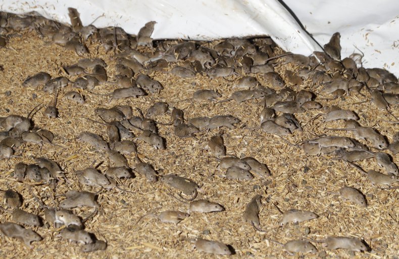 South New Wales Mice Infestation