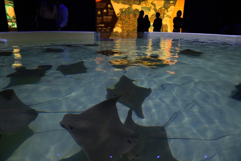 Stingrays