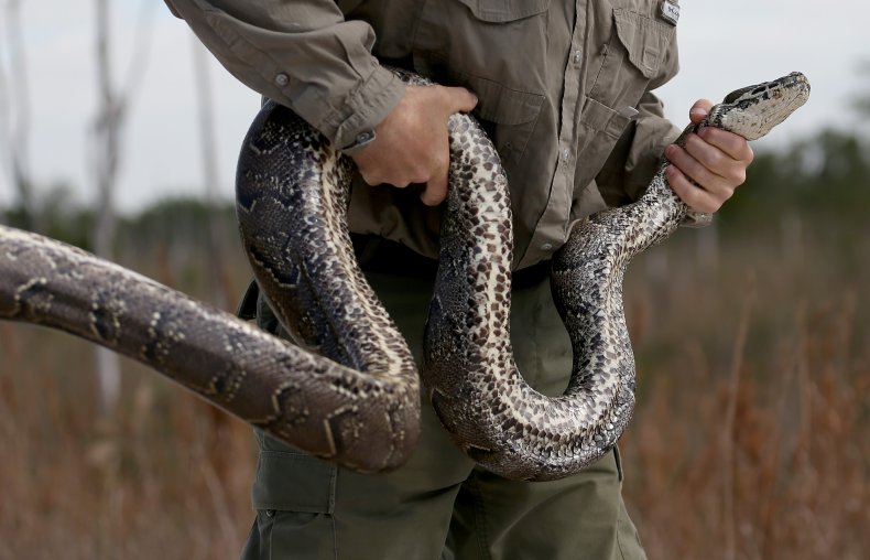 Python found coiled under butcher table