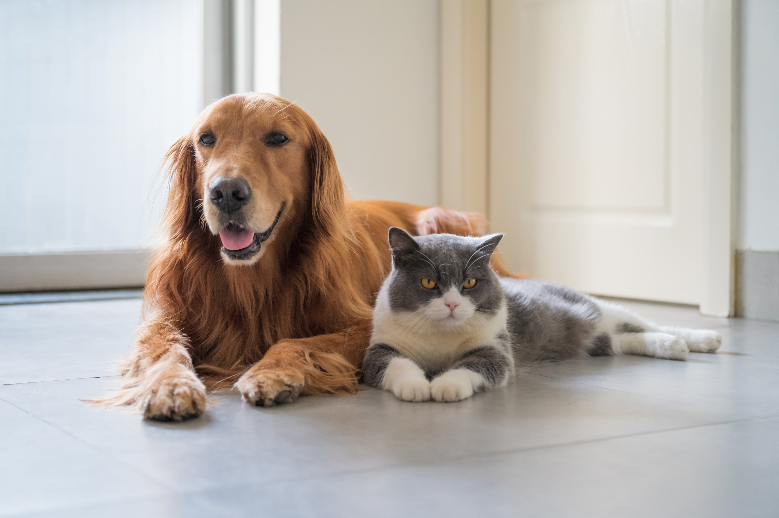 Cat 'Becomes a Dog' by Copying Its Behavior in Adorable Video