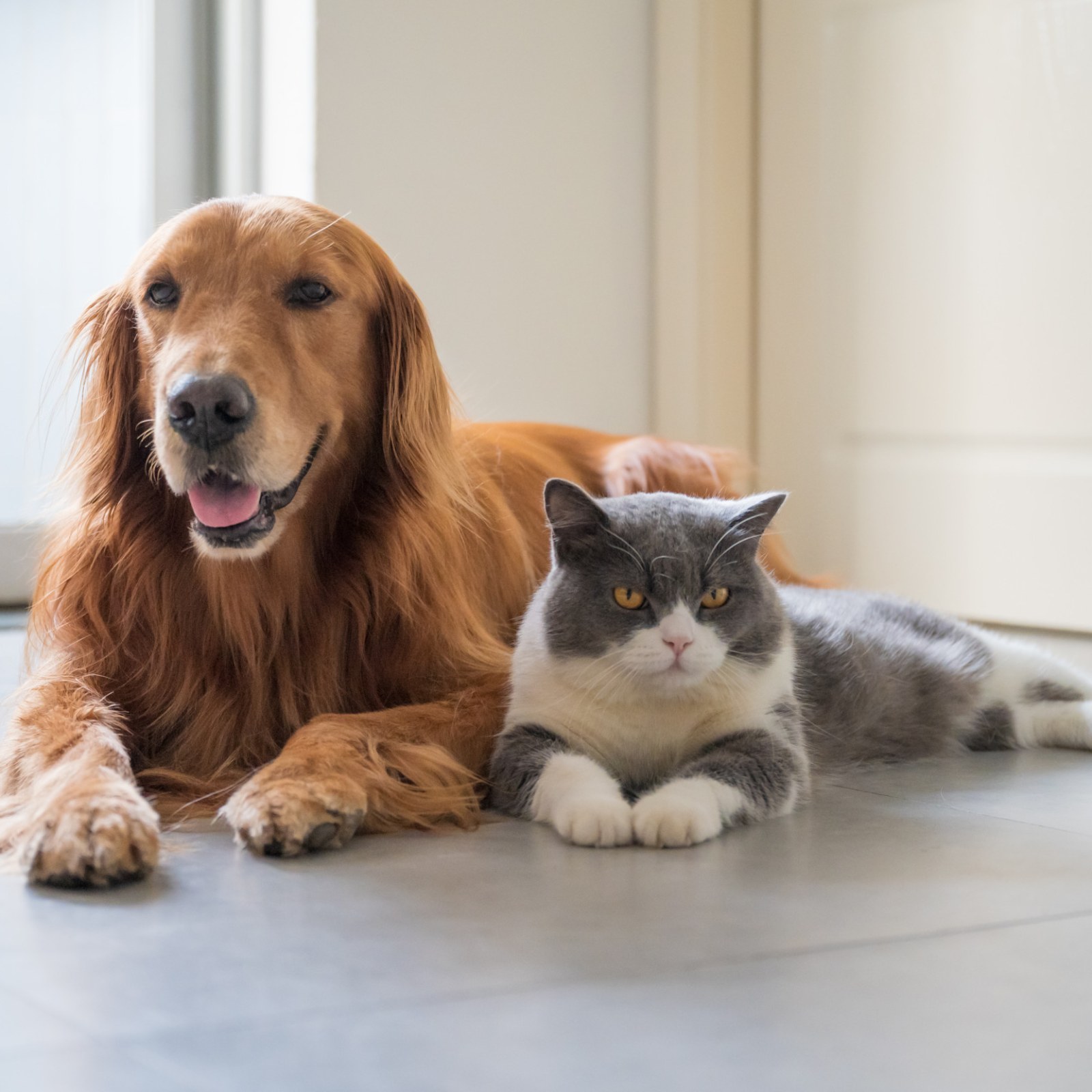 Cat 'Becomes a Dog' by Copying Its Behavior in Adorable Video