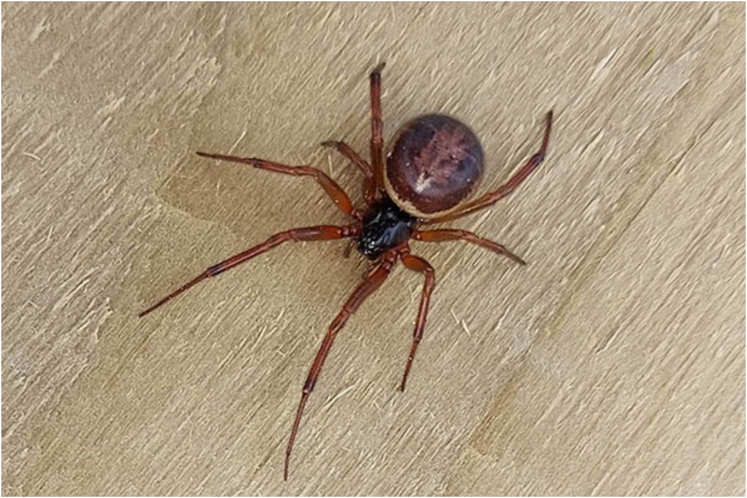 False Widow Spider Bites Uk Pictures