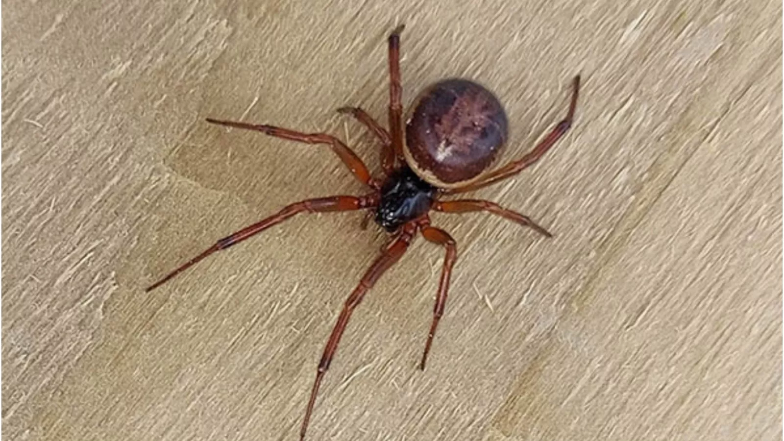 Ложная вдова. Steatoda Nobilis паук. Стеатода паук коричневый. False Widow паук. Черная вдова паук маленький.