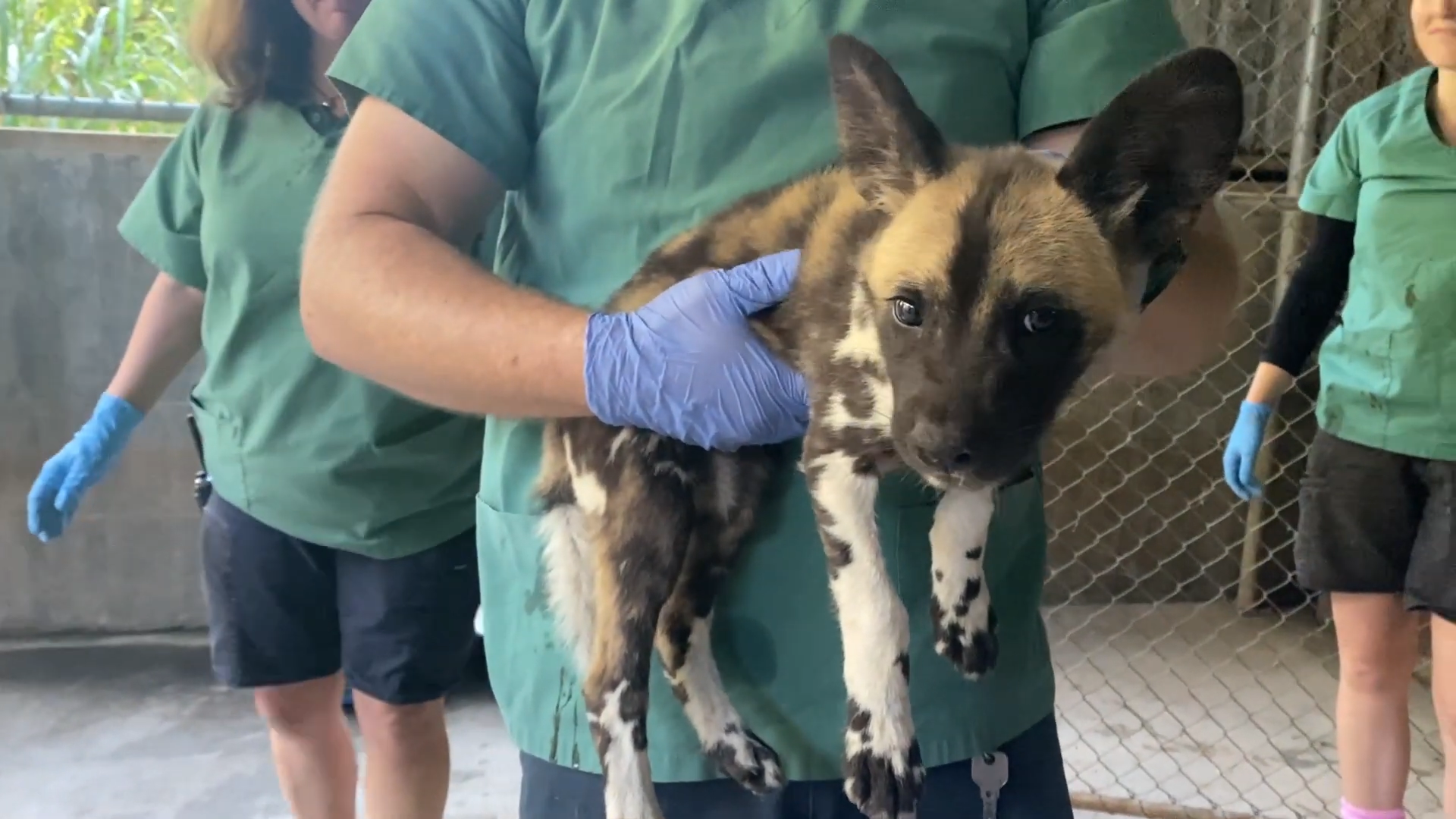 Embarrassed Dog Enters Wrong Home By Accident His Reaction Is Hilarious