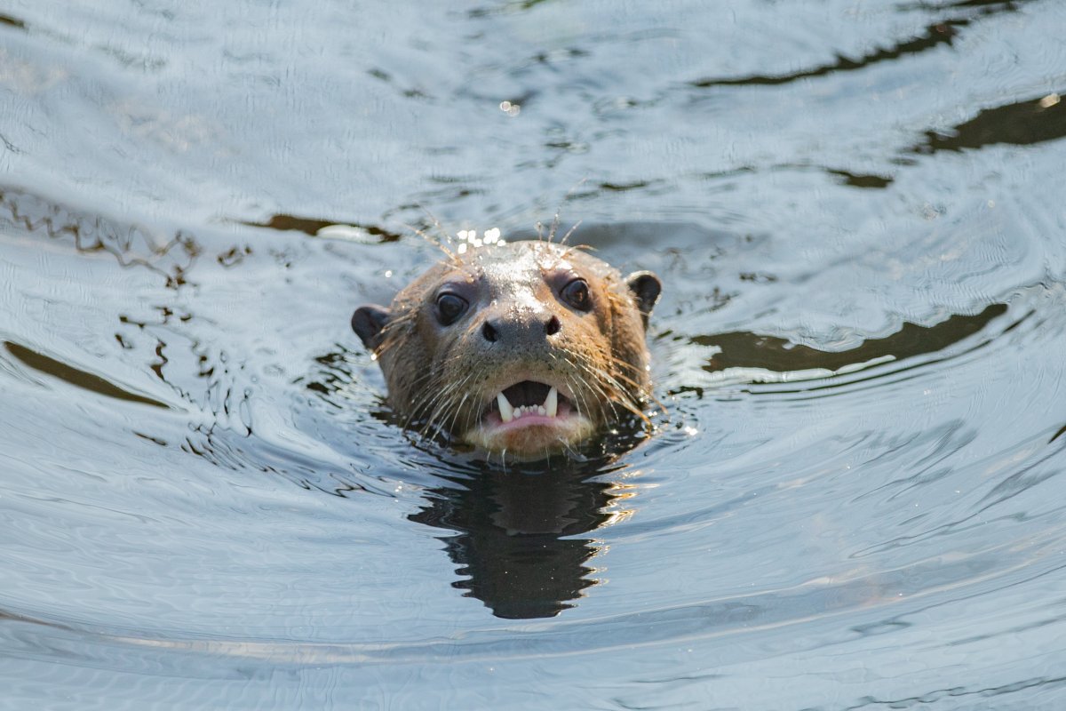 'Extinct' giant river otter found alive
