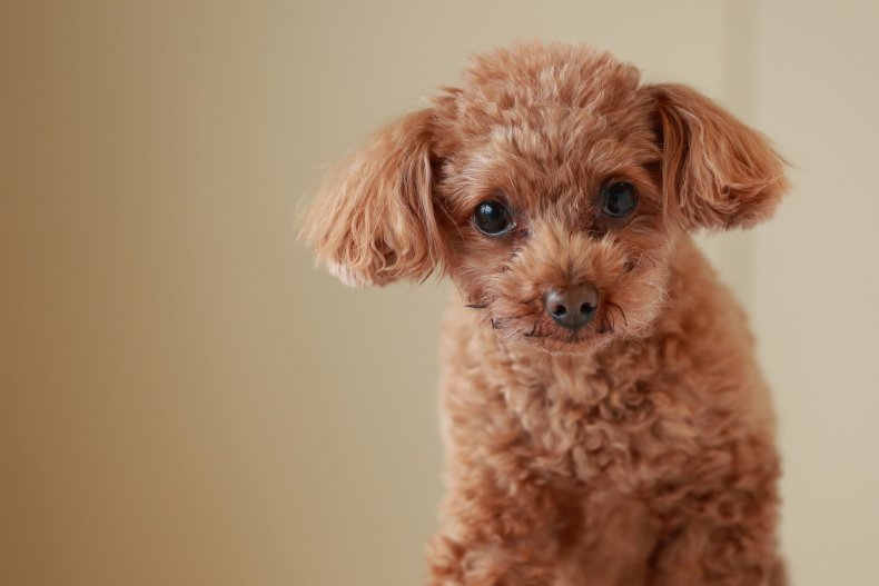 Miniature Poodle