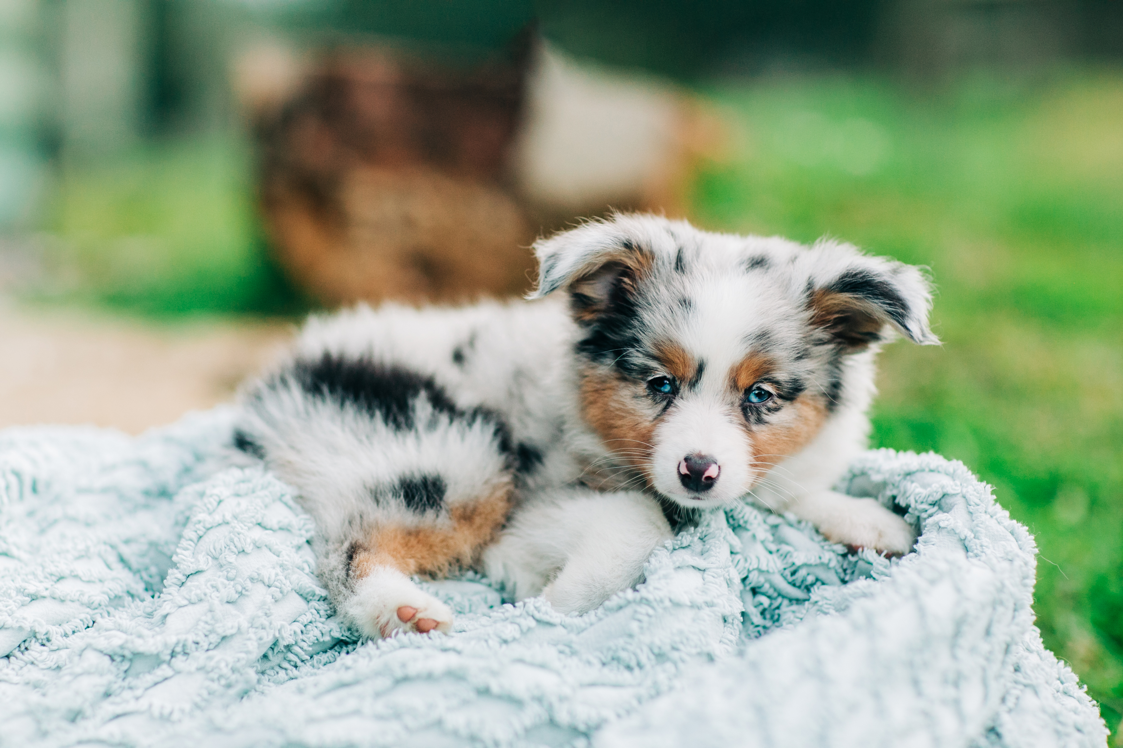 miniature small dog breeds