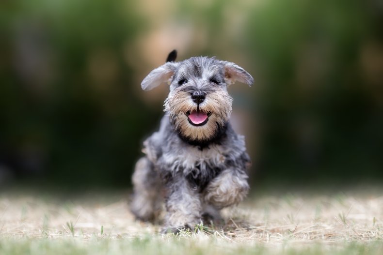 Miniature Schnauzer 