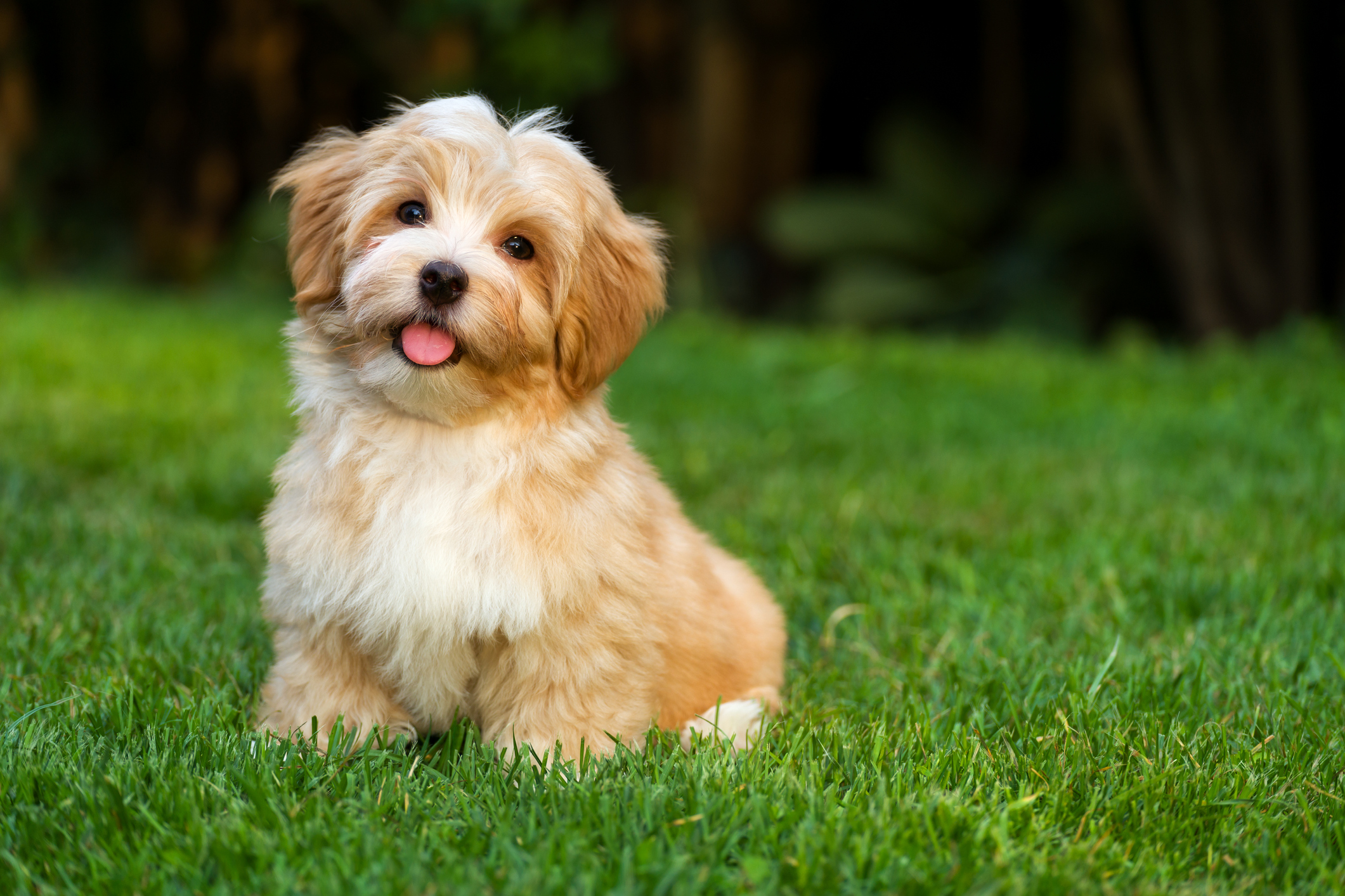 Most healthy small dog breeds hotsell